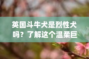 英国斗牛犬是烈性犬吗？了解这个温柔巨人的真实性格
