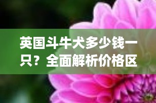 英国斗牛犬多少钱一只？全面解析价格区间与购买指南