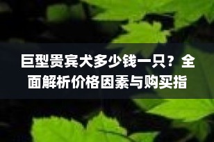 巨型贵宾犬多少钱一只？全面解析价格因素与购买指南