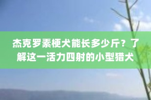杰克罗素梗犬能长多少斤？了解这一活力四射的小型猎犬的体重标准