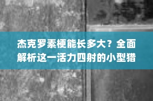杰克罗素梗能长多大？全面解析这一活力四射的小型猎犬
