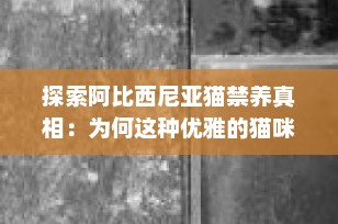 探索阿比西尼亚猫禁养真相：为何这种优雅的猫咪在某些地区不被允许饲养？