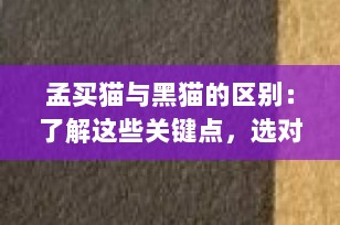 孟买猫与黑猫的区别：了解这些关键点，选对你的理想宠物