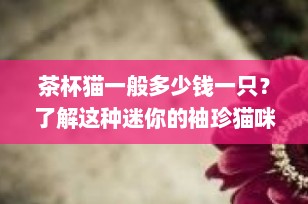 茶杯猫一般多少钱一只？了解这种迷你的袖珍猫咪及其价格