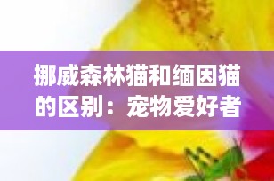 挪威森林猫和缅因猫的区别：宠物爱好者必知的详细指南