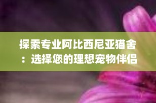 探索专业阿比西尼亚猫舍：选择您的理想宠物伴侣