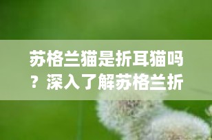 苏格兰猫是折耳猫吗？深入了解苏格兰折耳猫的独特魅力与健康考量
