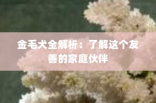 金毛犬全解析：了解这个友善的家庭伙伴