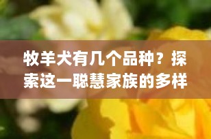 牧羊犬有几个品种？探索这一聪慧家族的多样性