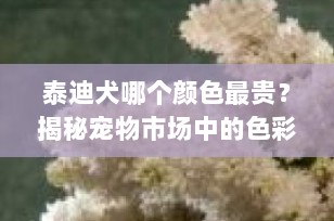 泰迪犬哪个颜色最贵？揭秘宠物市场中的色彩经济学