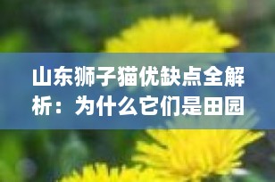 山东狮子猫优缺点全解析：为什么它们是田园猫中的颜值担当