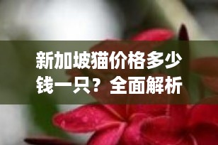 新加坡猫价格多少钱一只？全面解析这一迷人的迷你猫咪