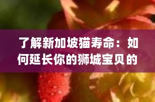 了解新加坡猫寿命：如何延长你的狮城宝贝的生命