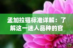 孟加拉猫标准详解：了解这一迷人品种的官方指南