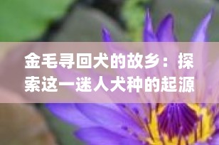 金毛寻回犬的故乡：探索这一迷人犬种的起源