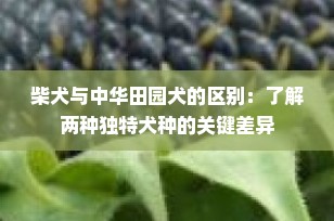 柴犬与中华田园犬的区别：了解两种独特犬种的关键差异