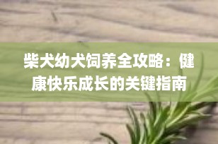 柴犬幼犬饲养全攻略：健康快乐成长的关键指南