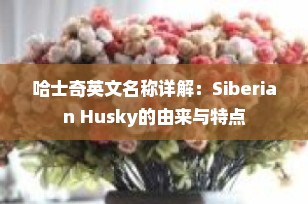 哈士奇英文名称详解：Siberian Husky的由来与特点