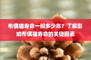 布偶猫寿命一般多少年？了解影响布偶猫寿命的关键因素