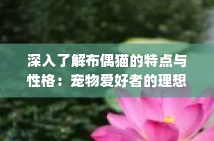 深入了解布偶猫的特点与性格：宠物爱好者的理想选择