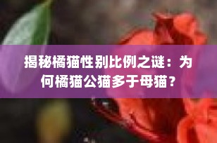 揭秘橘猫性别比例之谜：为何橘猫公猫多于母猫？