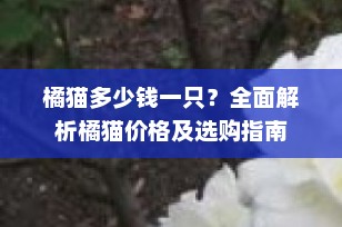 橘猫多少钱一只？全面解析橘猫价格及选购指南