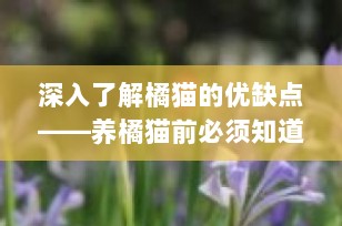 深入了解橘猫的优缺点——养橘猫前必须知道的事