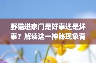 野猫进家门是好事还是坏事？解读这一神秘现象背后的真相