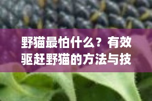 野猫最怕什么？有效驱赶野猫的方法与技巧