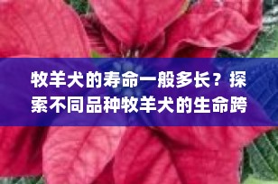 牧羊犬的寿命一般多长？探索不同品种牧羊犬的生命跨度