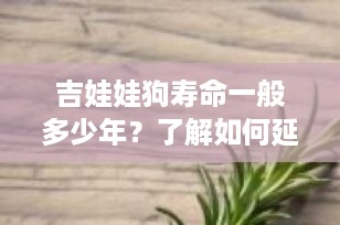 吉娃娃狗寿命一般多少年？了解如何延长你宠物的幸福时光