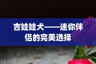 吉娃娃犬——迷你伴侣的完美选择