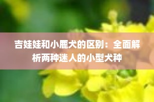 吉娃娃和小鹿犬的区别：全面解析两种迷人的小型犬种