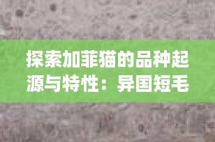 探索加菲猫的品种起源与特性：异国短毛猫的魅力全解析