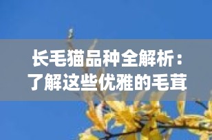 长毛猫品种全解析：了解这些优雅的毛茸伙伴