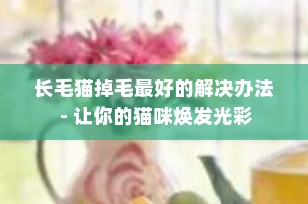 长毛猫掉毛最好的解决办法 - 让你的猫咪焕发光彩