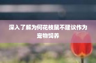 深入了解为何花枝鼠不建议作为宠物饲养