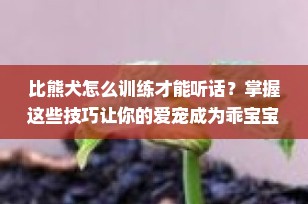 比熊犬怎么训练才能听话？掌握这些技巧让你的爱宠成为乖宝宝！