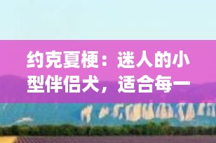 约克夏梗：迷人的小型伴侣犬，适合每一个爱宠家庭