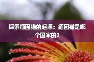 探索缅因猫的起源：缅因猫是哪个国家的？
