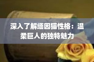 深入了解缅因猫性格：温柔巨人的独特魅力