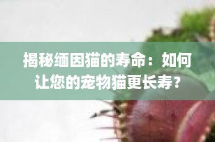 揭秘缅因猫的寿命：如何让您的宠物猫更长寿？