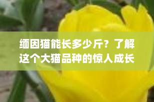 缅因猫能长多少斤？了解这个大猫品种的惊人成长潜力