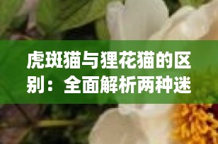 虎斑猫与狸花猫的区别：全面解析两种迷人猫咪的特点