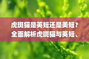 虎斑猫是英短还是美短？全面解析虎斑猫与英短、美短的区别