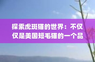 探索虎斑猫的世界：不仅仅是美国短毛猫的一个品种