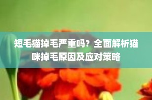 短毛猫掉毛严重吗？全面解析猫咪掉毛原因及应对策略