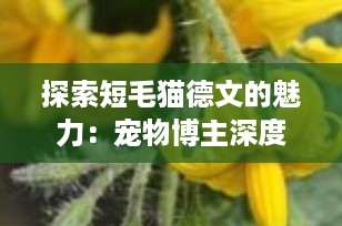 探索短毛猫德文的魅力：宠物博主深度解析