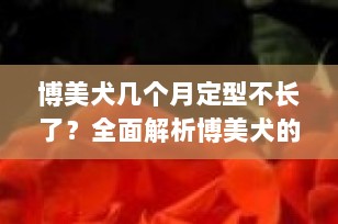 博美犬几个月定型不长了？全面解析博美犬的成长与发育