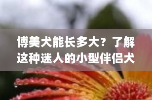 博美犬能长多大？了解这种迷人的小型伴侣犬的体型特点